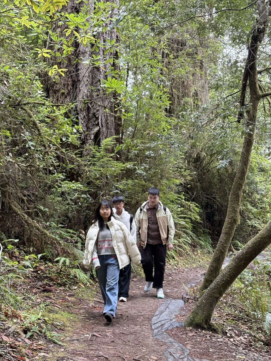 Students exploring a redwood forest