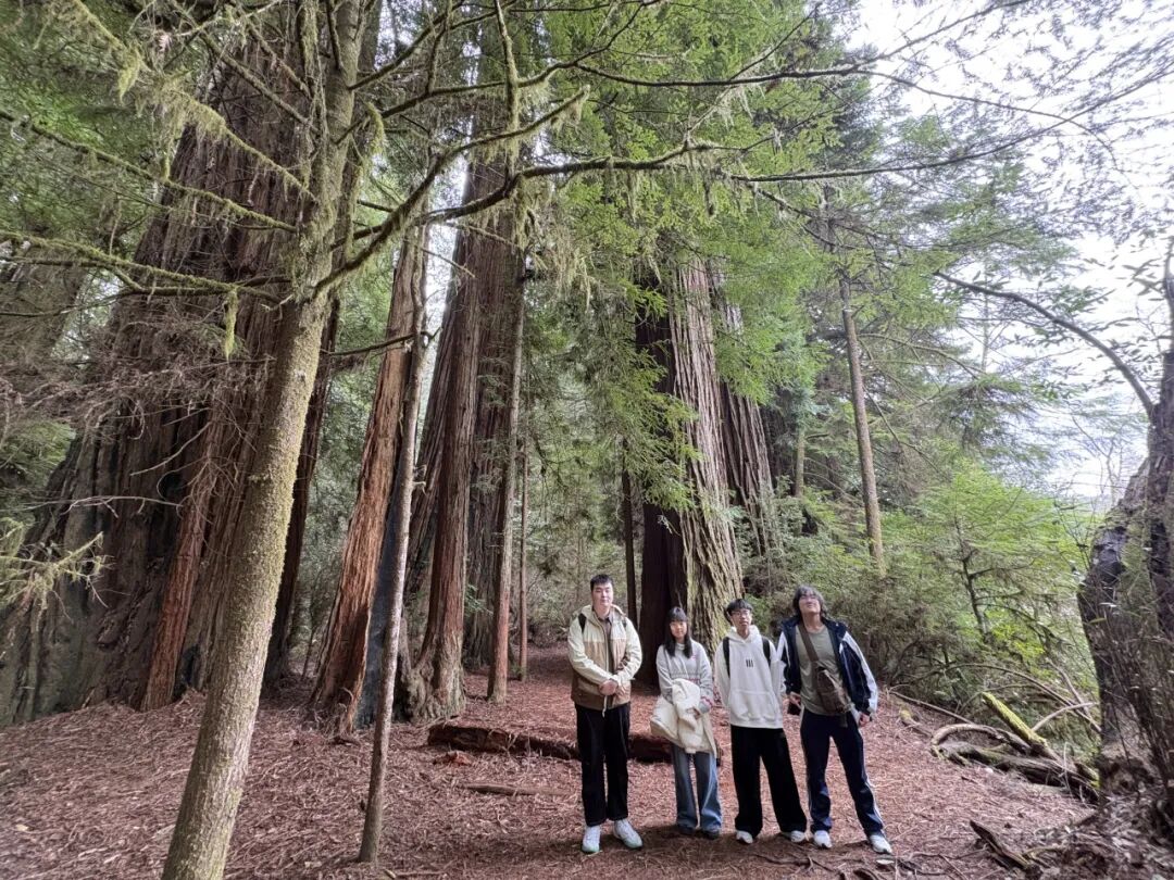 Outdoor ecology lesson among the redwoods